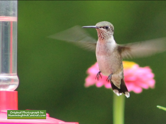 Ruby-Throated Hummingbird